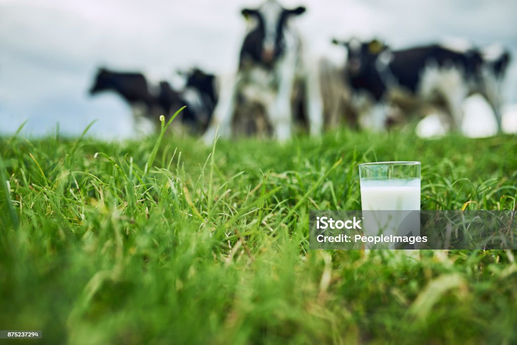 Serene pastoral scene focuses on farm-to-table milk source for baby formula